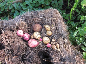 Straw Bale Potato Harvest