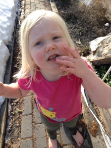 Sylva munching on our first harvest of spinach, April 7!