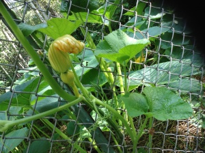 Happy squash on the vine! Hopefully somebody pollinated this bad boy.